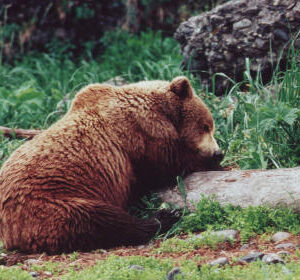 A bear, falling asleep on a log
