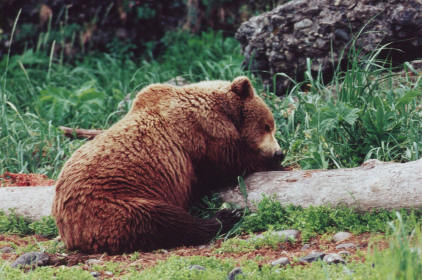 A bear, falling asleep on a log