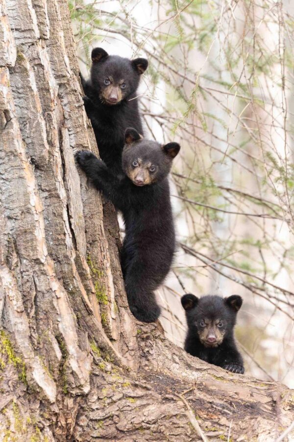 The Three Stooges