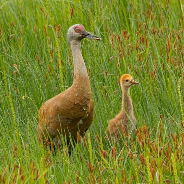 The Crane Family