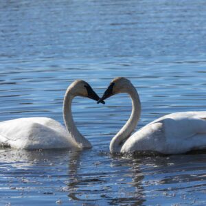 Swan Love