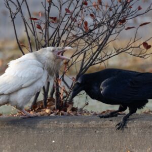 Yin and Yang