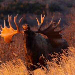 Moose Light