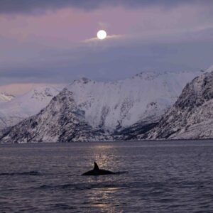 Orca's Moon