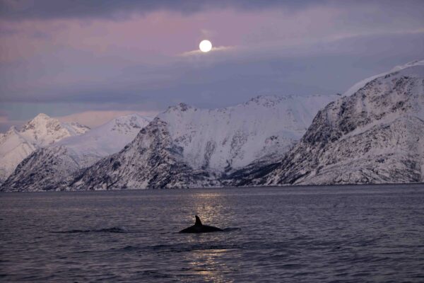 Orca's Moon